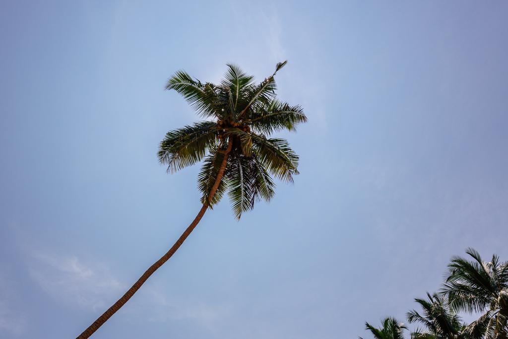 Blue Parrot Beach Villa Ambalangoda  Exterior photo